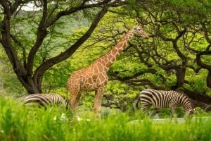 giraffe and zebras at honolulu zoo