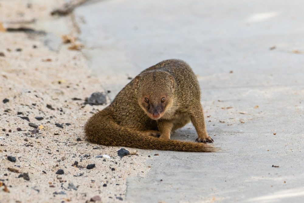 Most Popular Hawaiian Wildlife You Might See While in Oahu