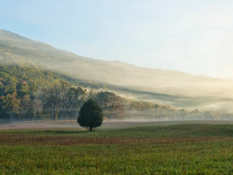 foggy light in cades cove smoky mountains